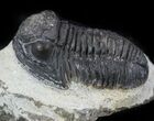 Bargain, Gerastos Trilobite Fossil - Morocco #57613-1